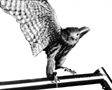 hawks.gif